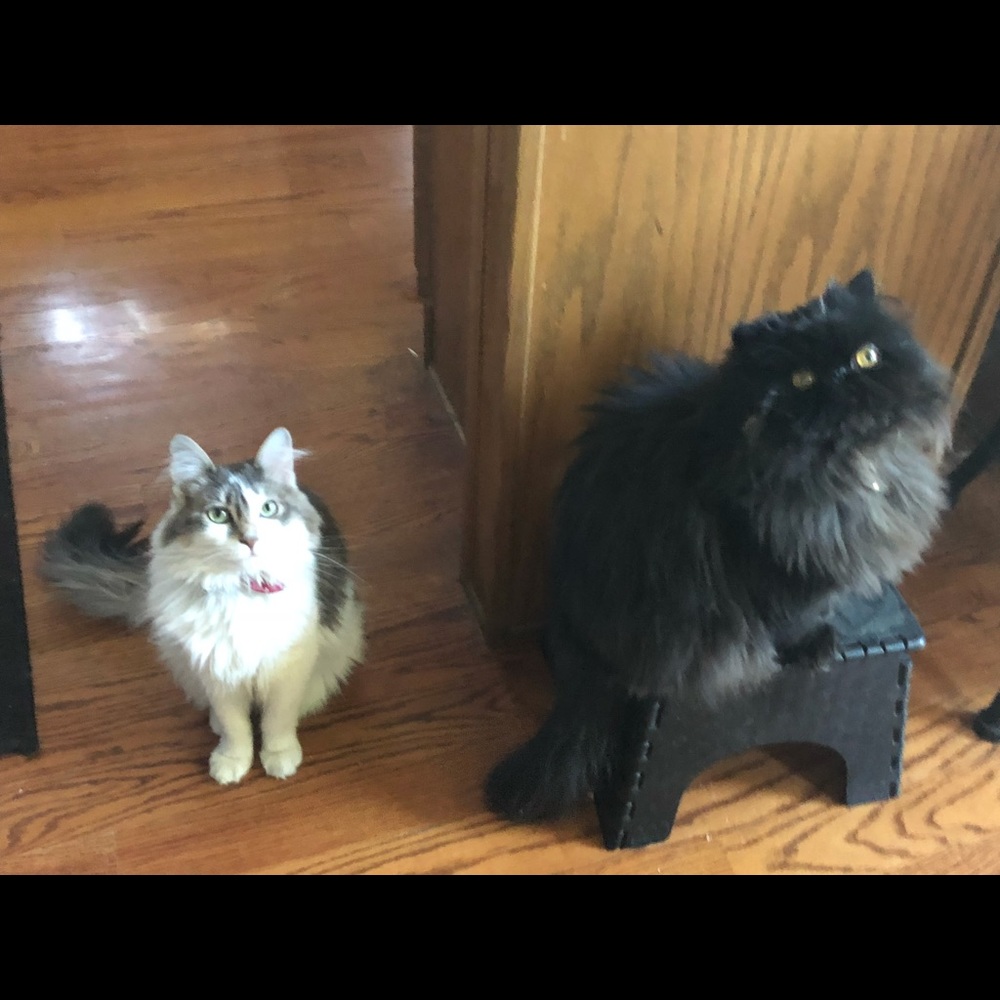 Meet your Posher, Ashley